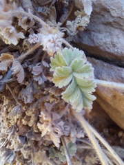Pelargonium fulgidum