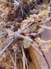Pelargonium fulgidum