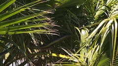 Dispholidus typus typus