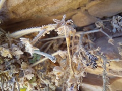 Pelargonium fulgidum