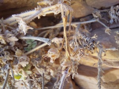 Pelargonium fulgidum