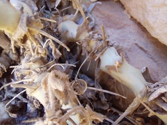 Pelargonium fulgidum