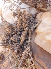 Pelargonium fulgidum