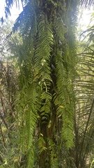 Nephrolepis biserrata