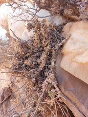 Pelargonium fulgidum