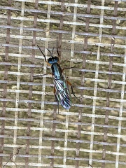 Phycus rufofemoralis