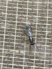 Phycus rufofemoralis