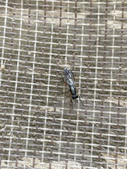 Phycus rufofemoralis