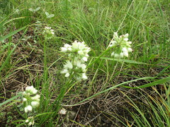 Allium stellerianum