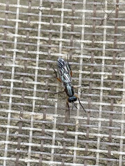 Phycus rufofemoralis