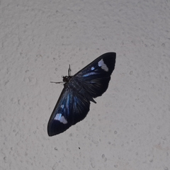 Erilusa leucoplagalis