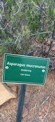 Asparagus mucronatus