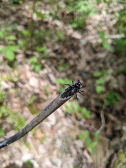 Sphodros niger
