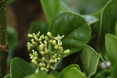 Gomphandra luzoniensis