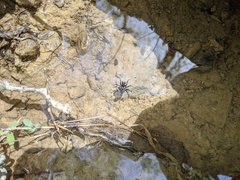 Sphodros niger