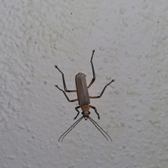 Chauliognathus cinguliventris