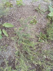 Lepidium ruderale