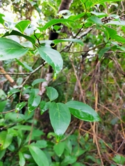 Celtis tetrandra