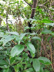 Celtis tetrandra