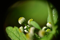 Dichrocephala integrifolia