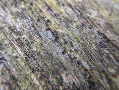 Pityogenes bidentatus