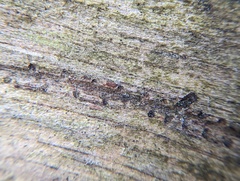 Pityogenes bidentatus