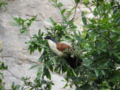 Centropus superciliosus burchellii