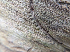 Pityogenes bidentatus