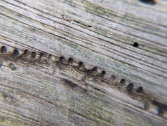 Pityogenes bidentatus