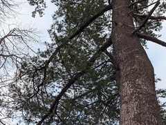 Pityogenes bidentatus