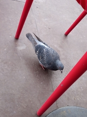 Columba livia domestica