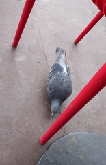 Columba livia domestica