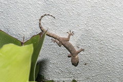 Gekko monarchus