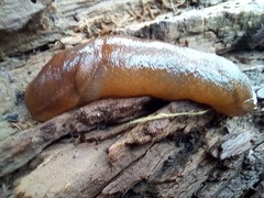 Geomalacus anguiformis