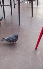 Columba livia domestica
