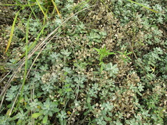 Odontarrhena obovata