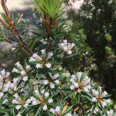 Cyathodes glauca