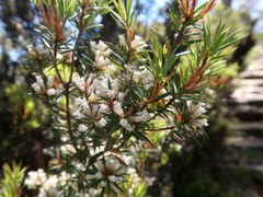 Cyathodes glauca