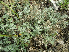 Odontarrhena obovata