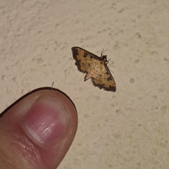 Ategumia