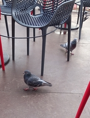 Columba livia domestica