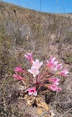 Ammocharis longifolia