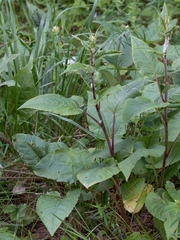 Saussurea controversa