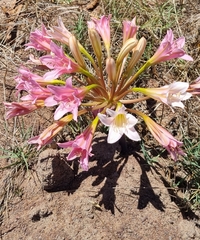 Ammocharis longifolia
