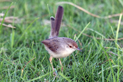 Prinia lepida