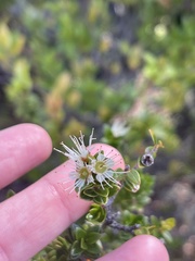 Metrosideros stipularis