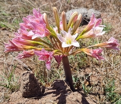 Ammocharis longifolia