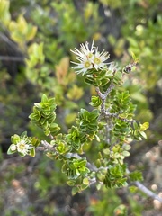 Metrosideros stipularis