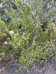 Metrosideros stipularis