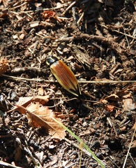 Epistomentis pictus